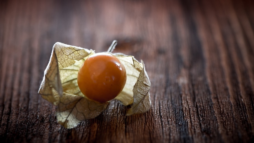 owoc physalis