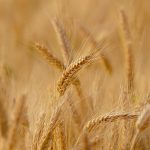 Mąka durum - właściwości i zastosowanie mąka semolina z pszenicy durum
