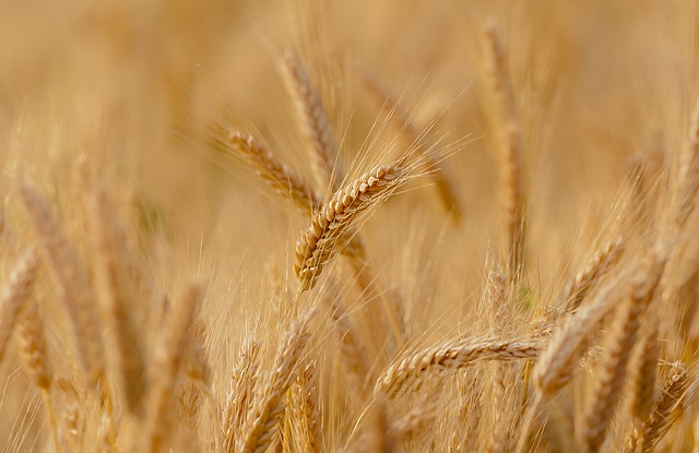 Mąka durum – właściwości i zastosowanie