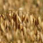 Płatki owsiane - właściwości, kaloryczność i przygotowanie płatki owsiane