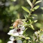 Miód manuka - właściwości, zastosowanie i dawkowanie miód manuka