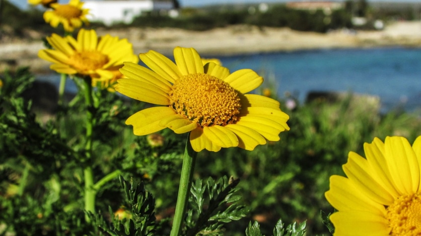 Arnica montana