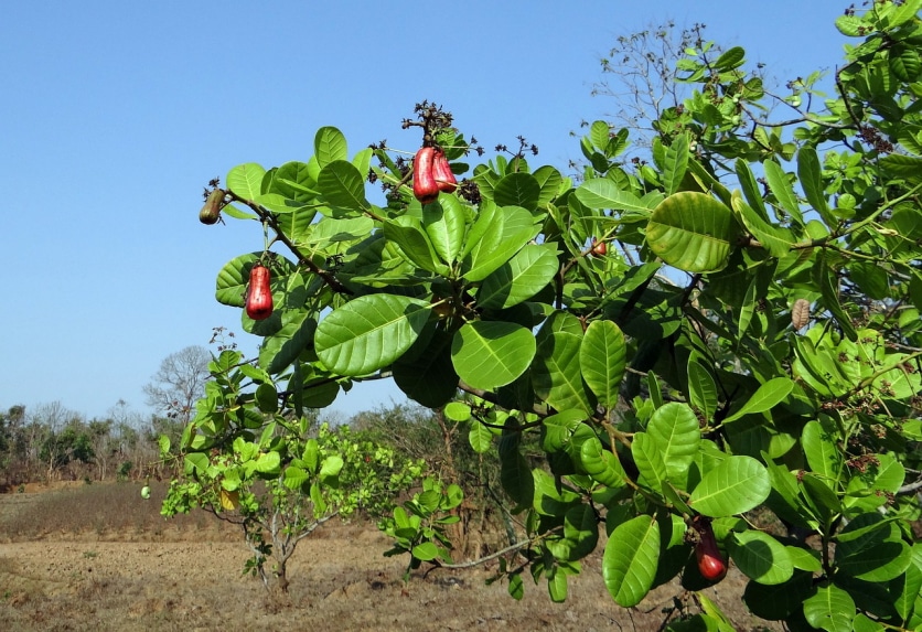 orzechy cashew