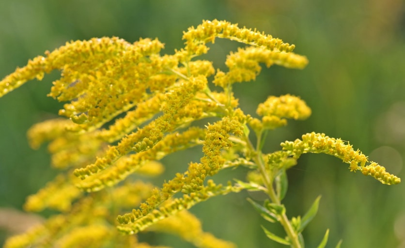 mimoza
